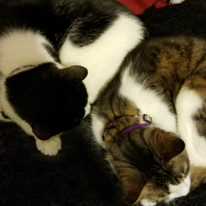 Aerys and Baltar. © Kris Burger