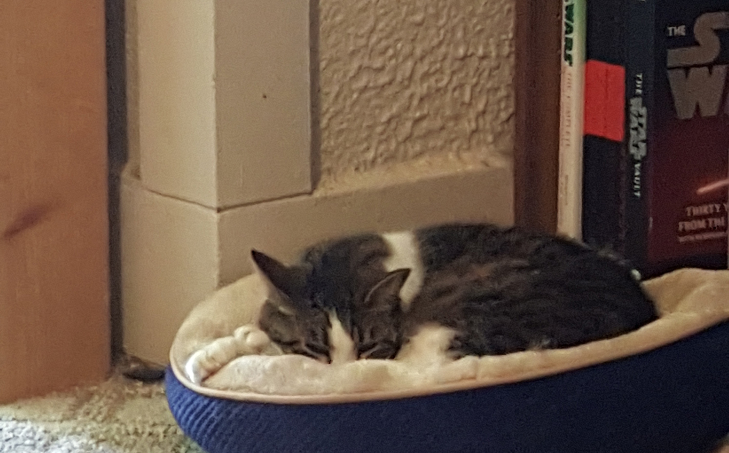 Dice © Copyright Kris Burger