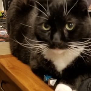 Zuko and dice. Photo © Kris Burger.